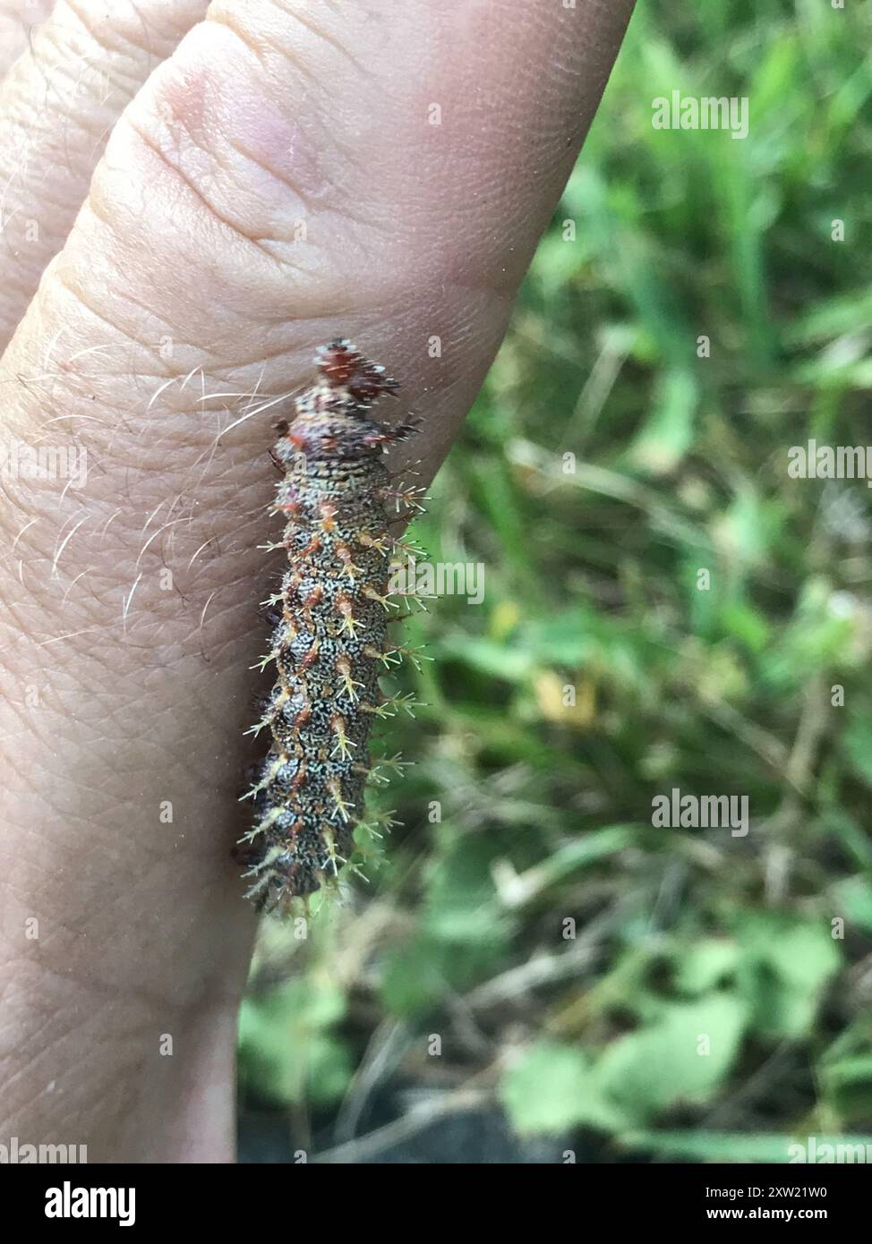 Questioning Insects Question Mark (Polygonia interrogationis) Insecta Stock Photo - Alamy