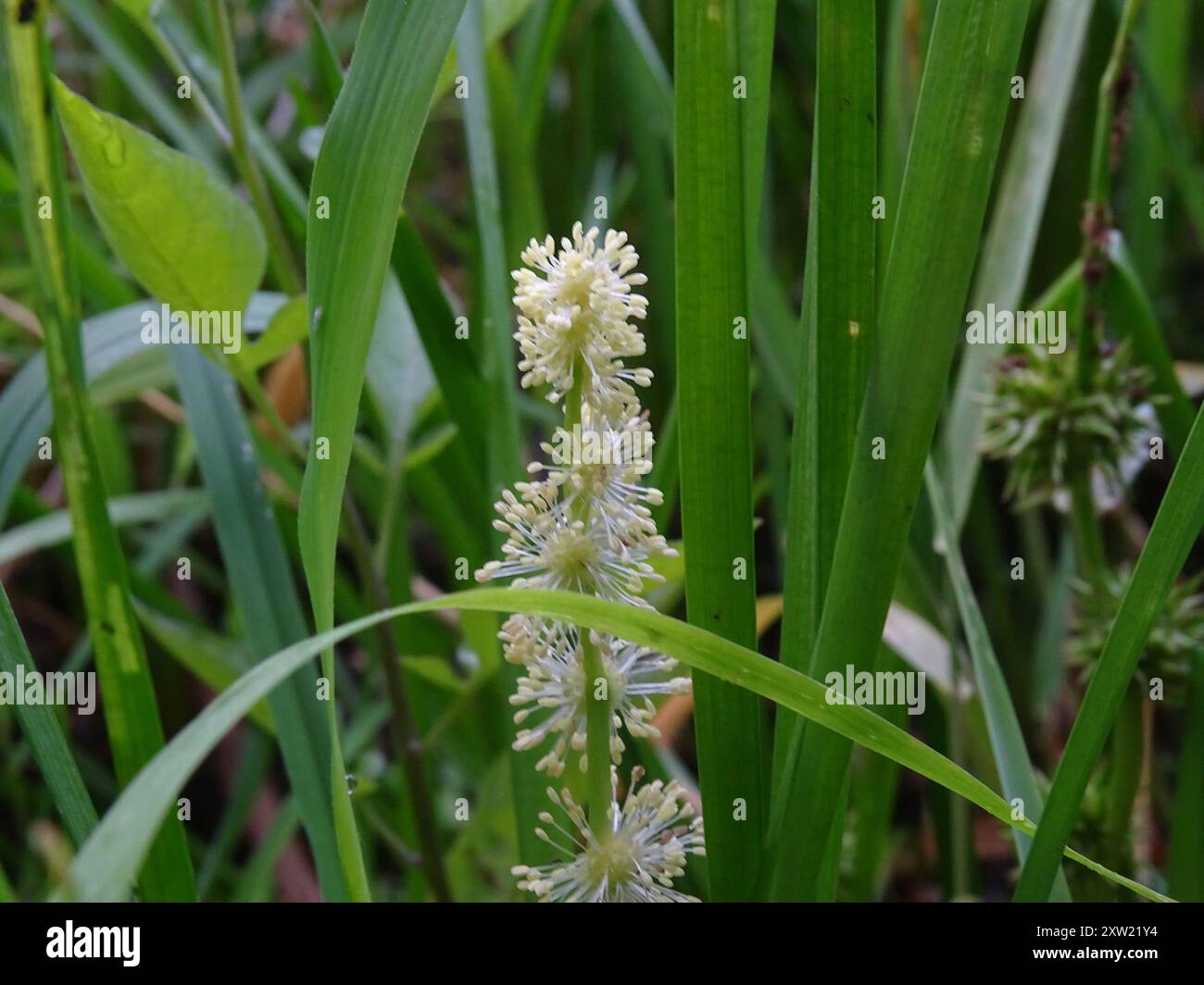 unbranched bur-reed (Sparganium emersum) Plantae Stock Photo