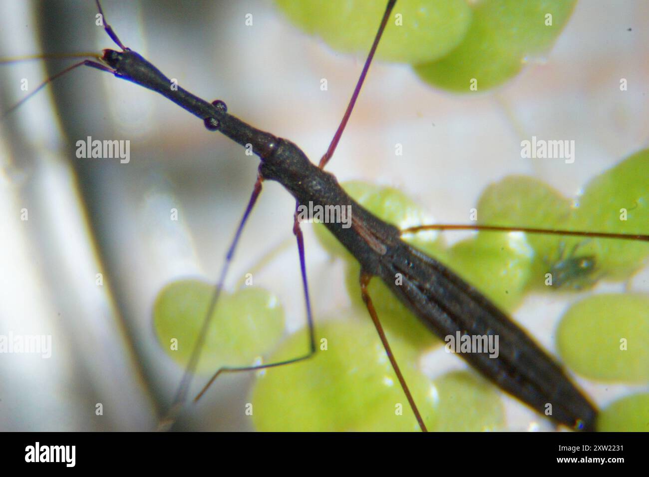 Common Water Measurer (Hydrometra stagnorum) Insecta Stock Photo - Alamy