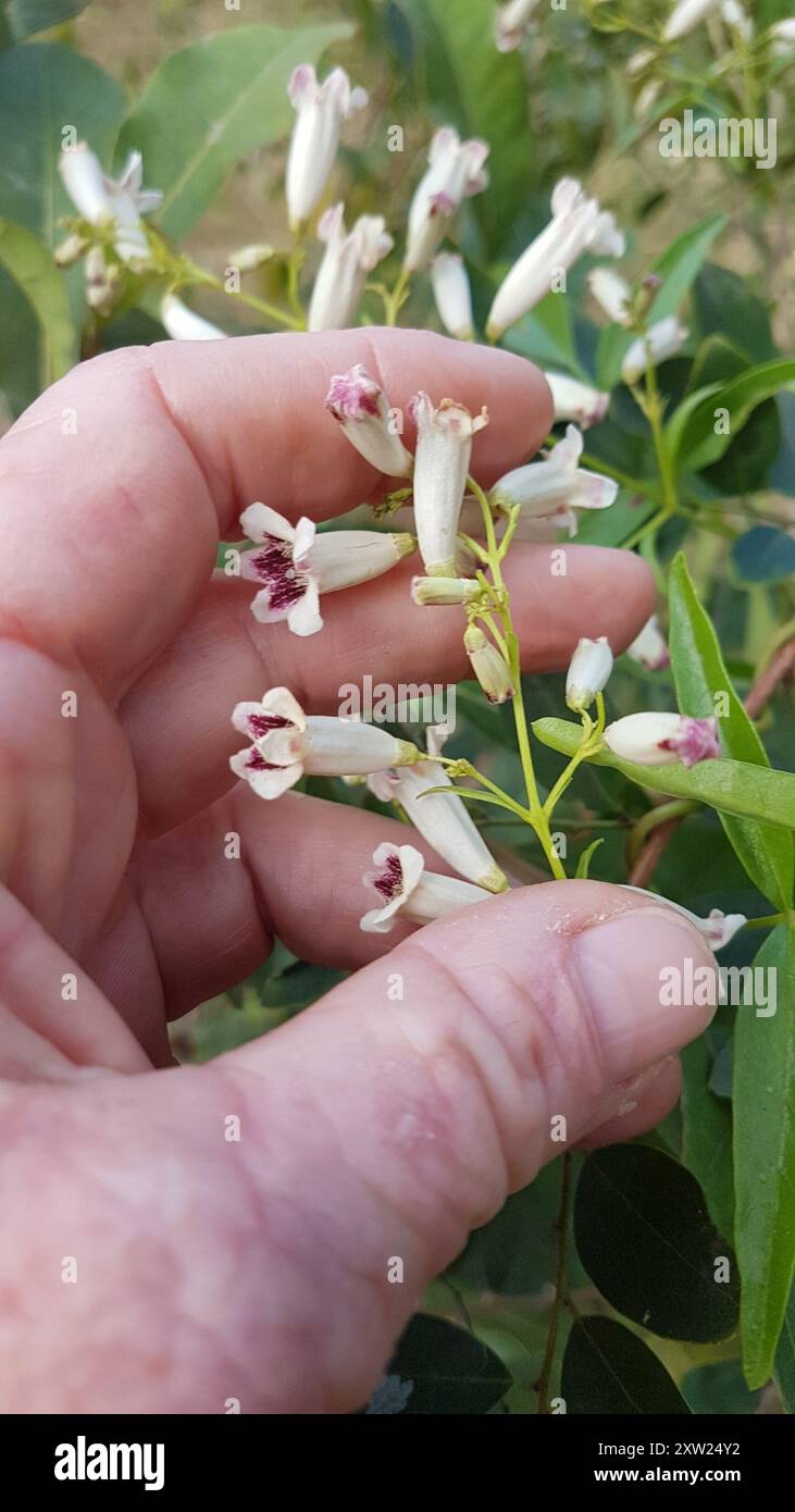 wonga vine (Pandorea pandorana) Plantae Stock Photo