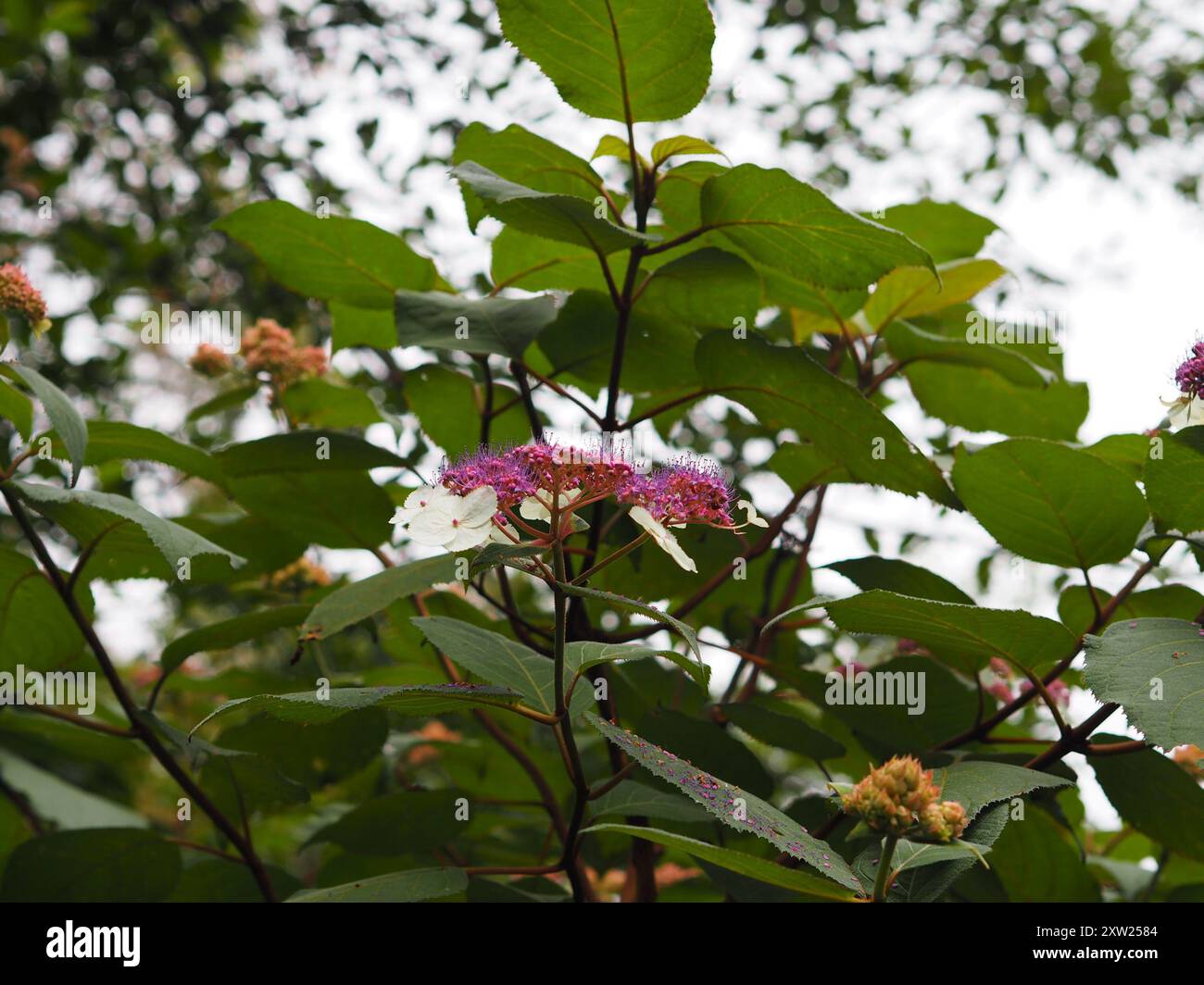 rough-leaved-hydrangea-hydrangea-aspera-plantae-stock-photo-alamy