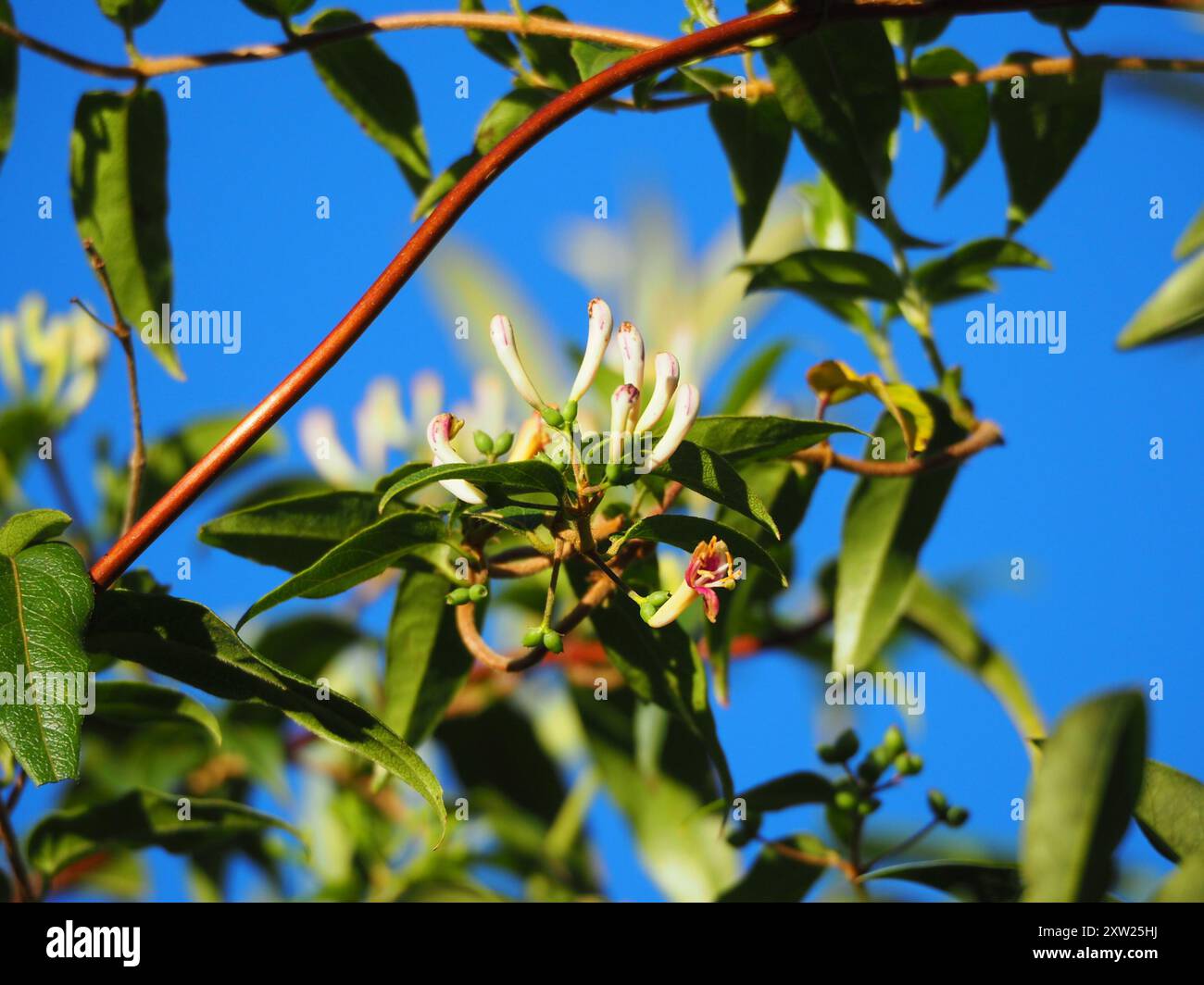 Henry's honeysuckle (Lonicera acuminata) Plantae Stock Photo - Alamy