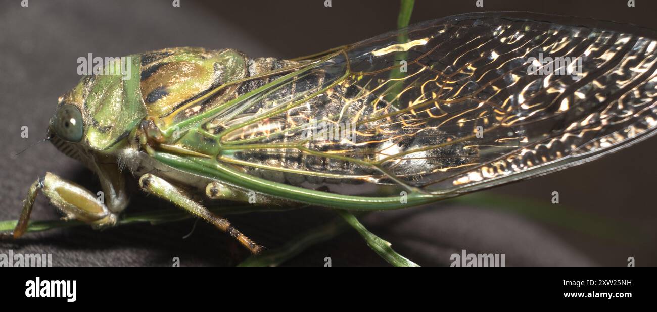 Neotibicen Dog-day Cicadas (Neotibicen) Insecta Stock Photo - Alamy