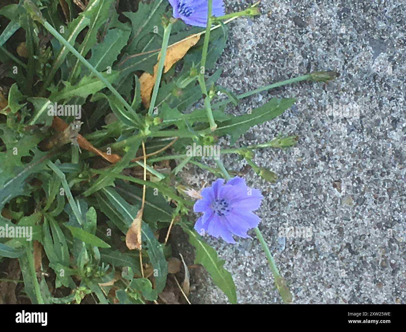 chicory (Cichorium intybus) Plantae Stock Photo - Alamy