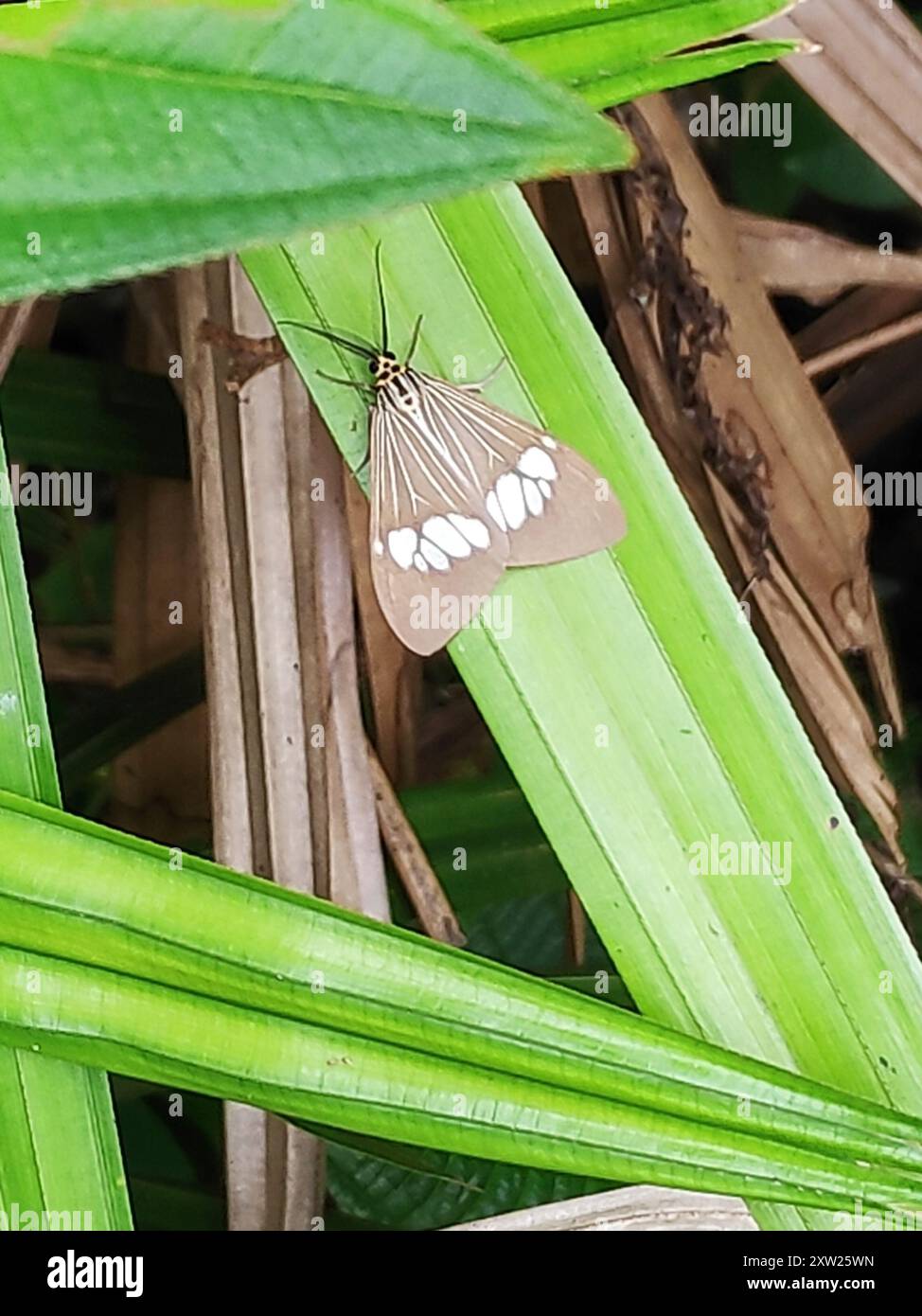 Magpie Insects Asian Magpie Moth (Nyctemera baulus) Insecta Stock Photo - Alamy