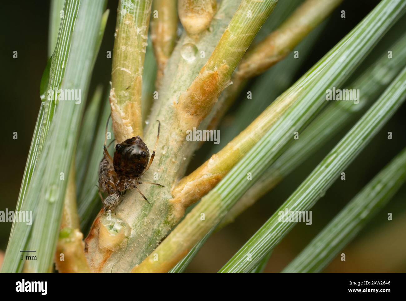 Single-leaf Pinyon Pine Aphid (Cinara anelia) Insecta Stock Photo - Alamy