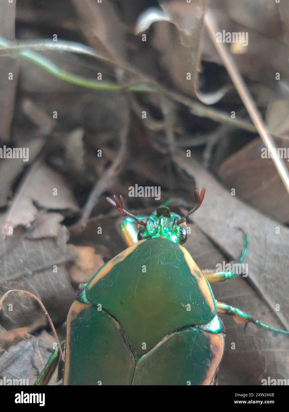 Common green june beetle cotinis nitida insecta stock photo alamy