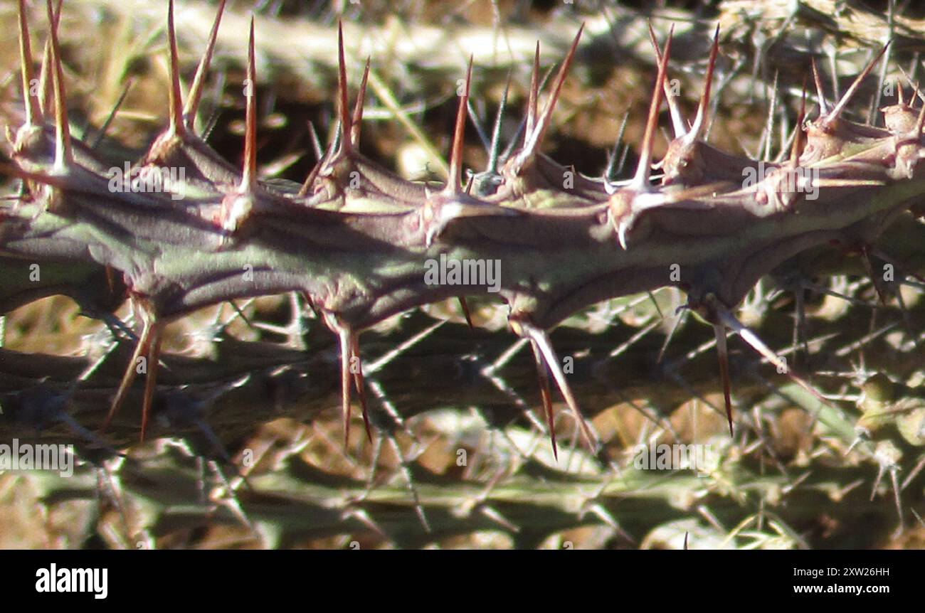 Limpopo Euphorbia (Euphorbia schinzii bechuanica) Plantae Stock Photo