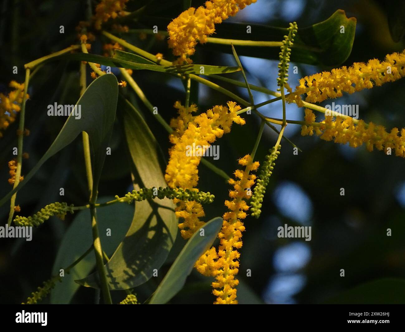 Earpod Wattle (Acacia auriculiformis) Plantae Stock Photo