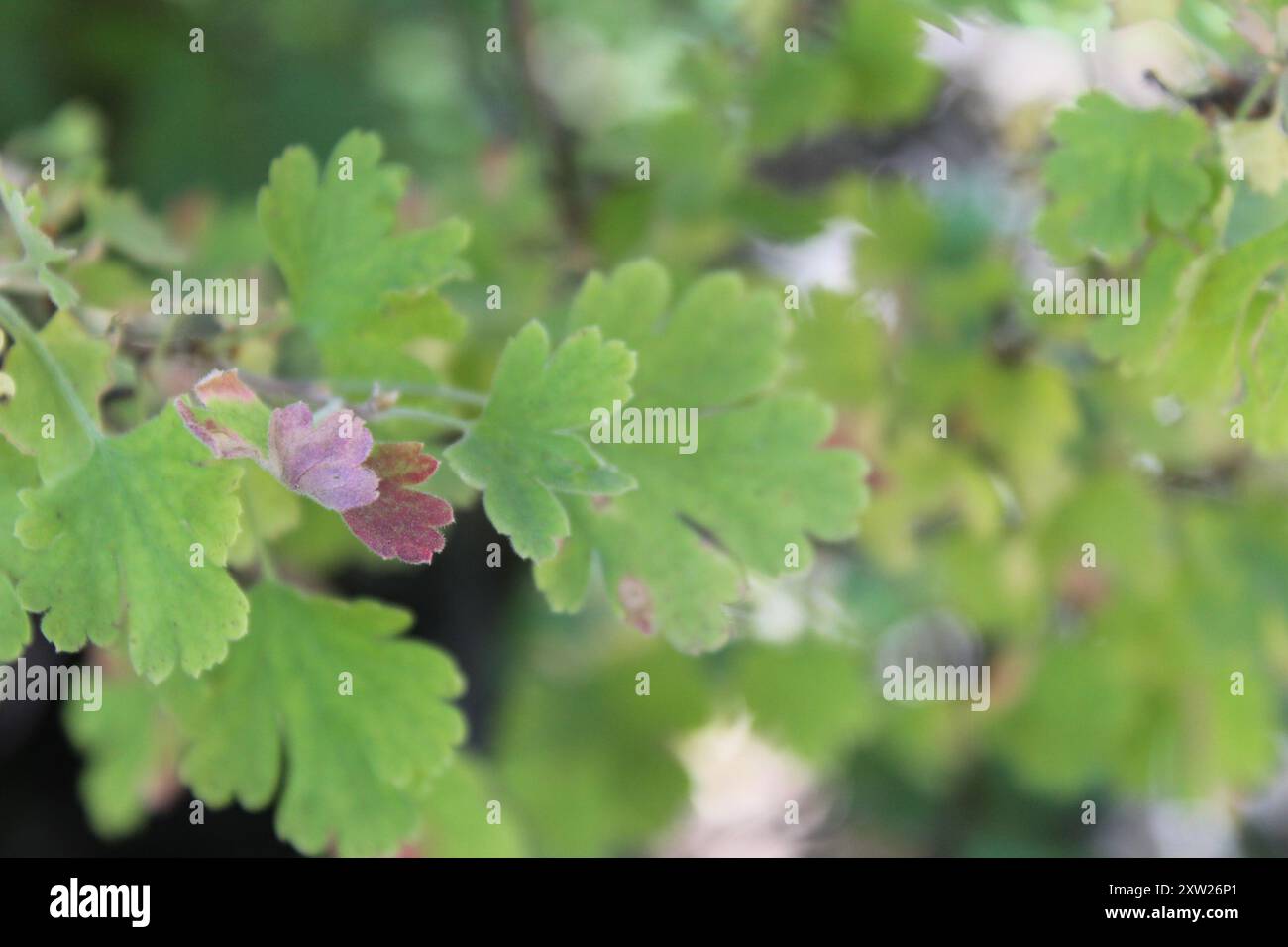 Sierra Gooseberry (Ribes roezlii) Plantae Stock Photo - Alamy
