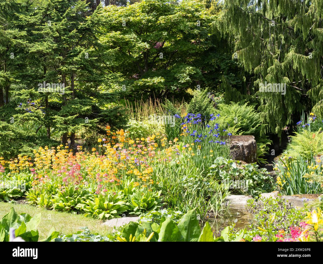 Primula candelabra hybrid hi-res stock photography and images - Alamy