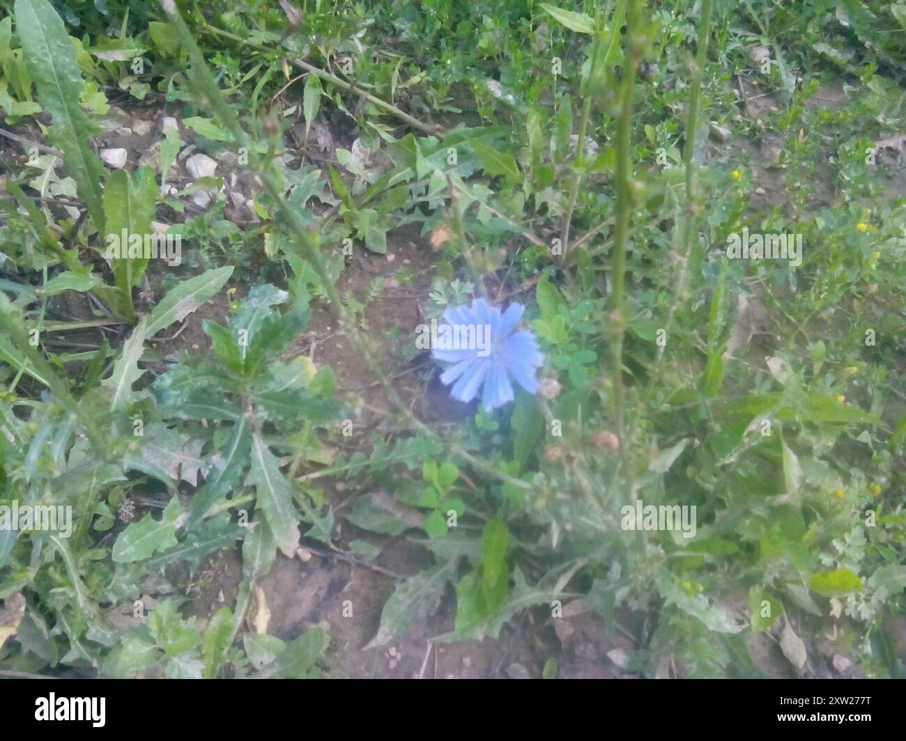 chicory (Cichorium intybus) Plantae Stock Photo - Alamy