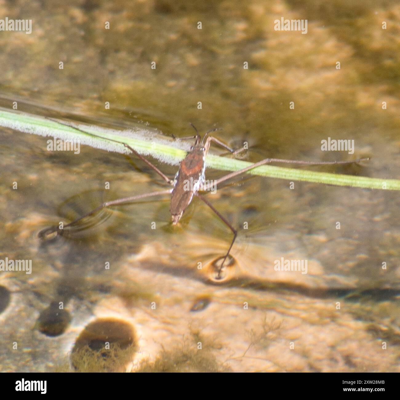 North American Common Water Strider (Aquarius remigis) Insecta Stock ...
