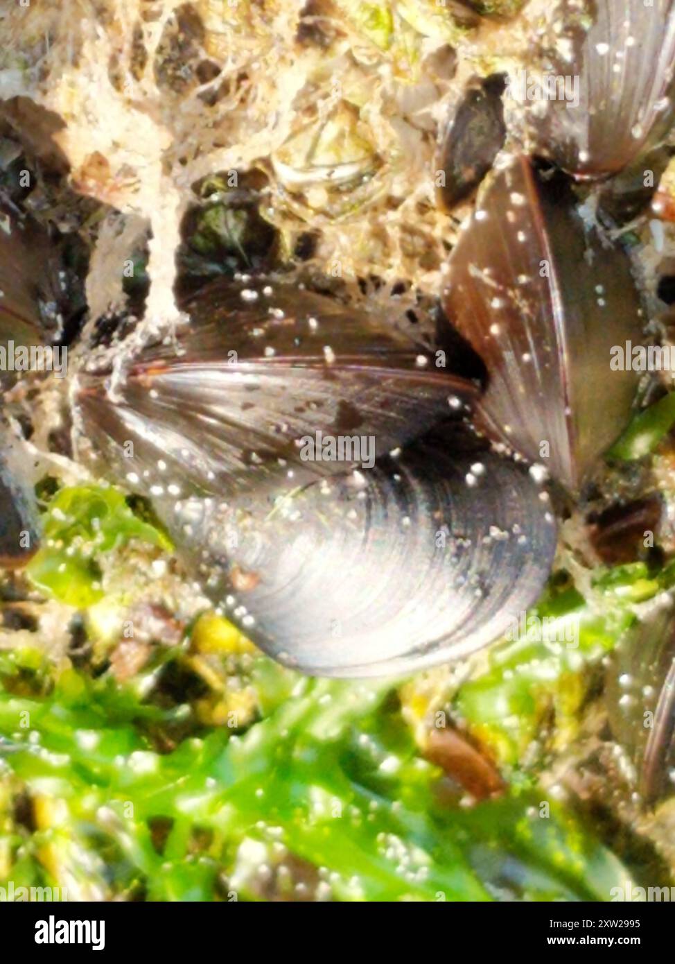 Blue Mussel Complex (Mytilus edulis) Mollusca Stock Photo - Alamy