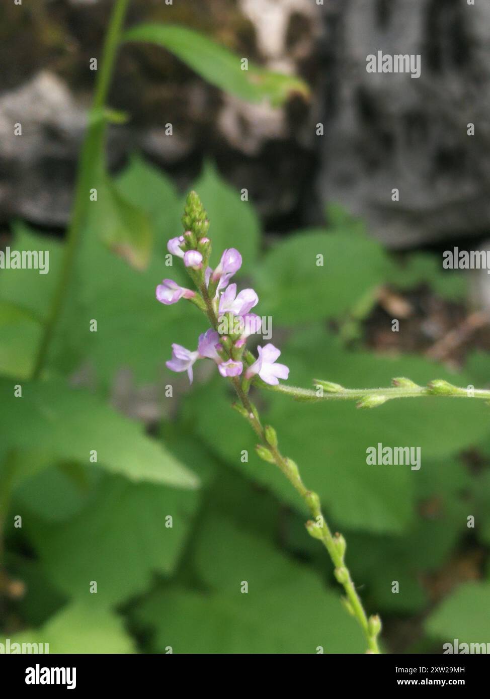Common vervain (Verbena officinalis) Plantae Stock Photo - Alamy