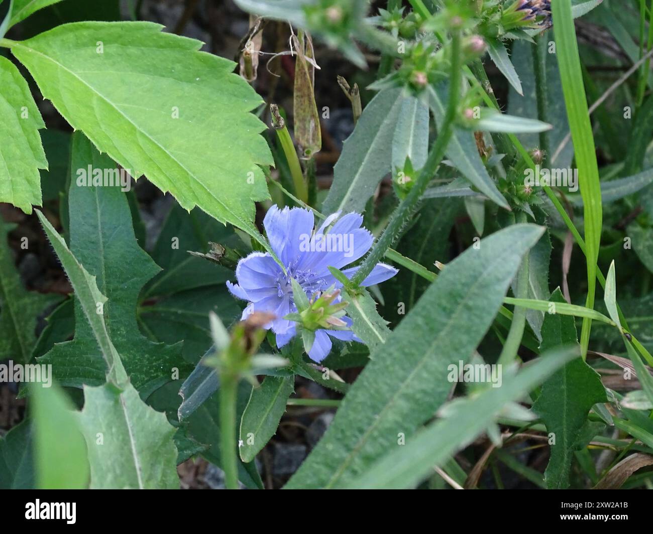 chicory (Cichorium intybus) Plantae Stock Photo - Alamy