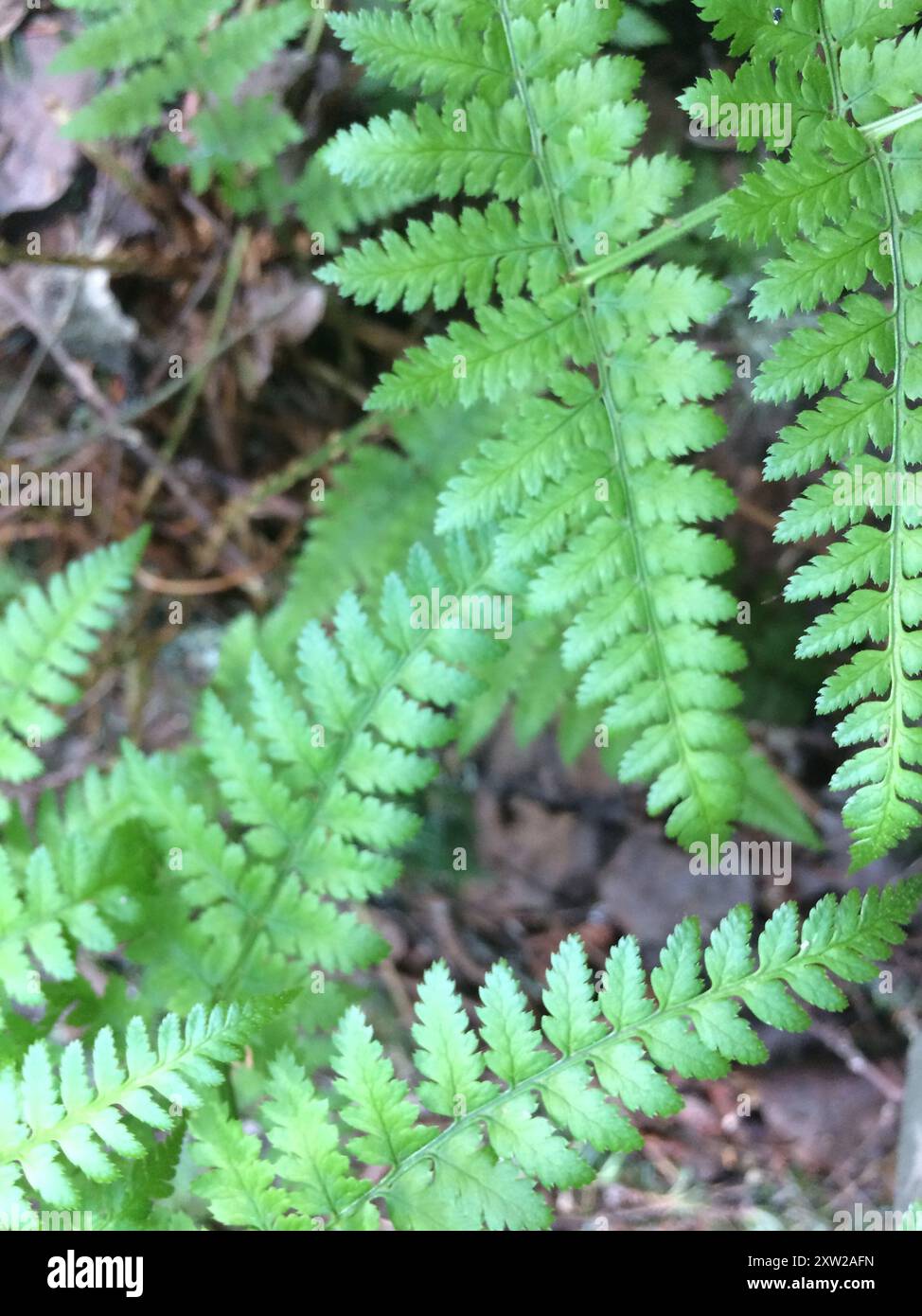 intermediate wood fern (Dryopteris intermedia) Plantae Stock Photo - Alamy