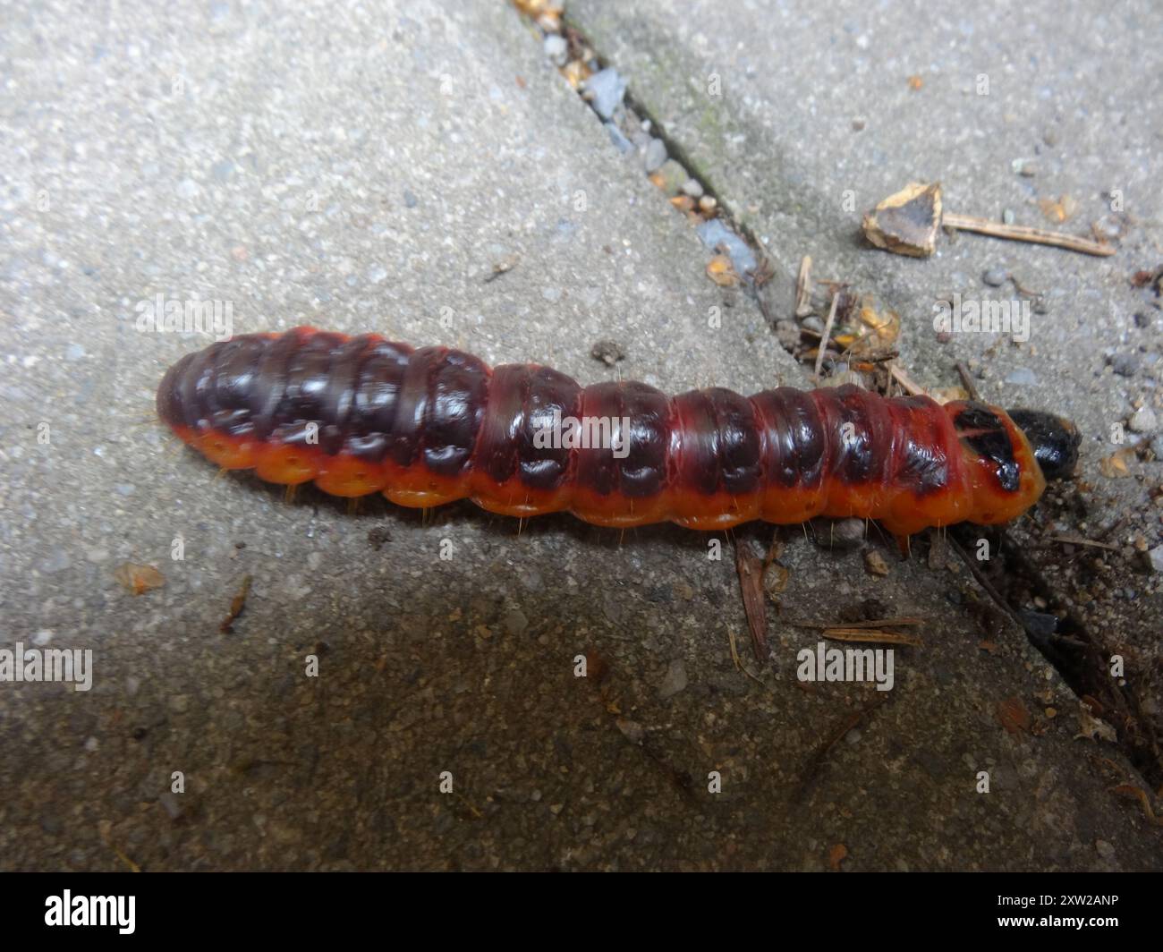 Goat moth cossus insecta hi-res stock photography and images - Alamy