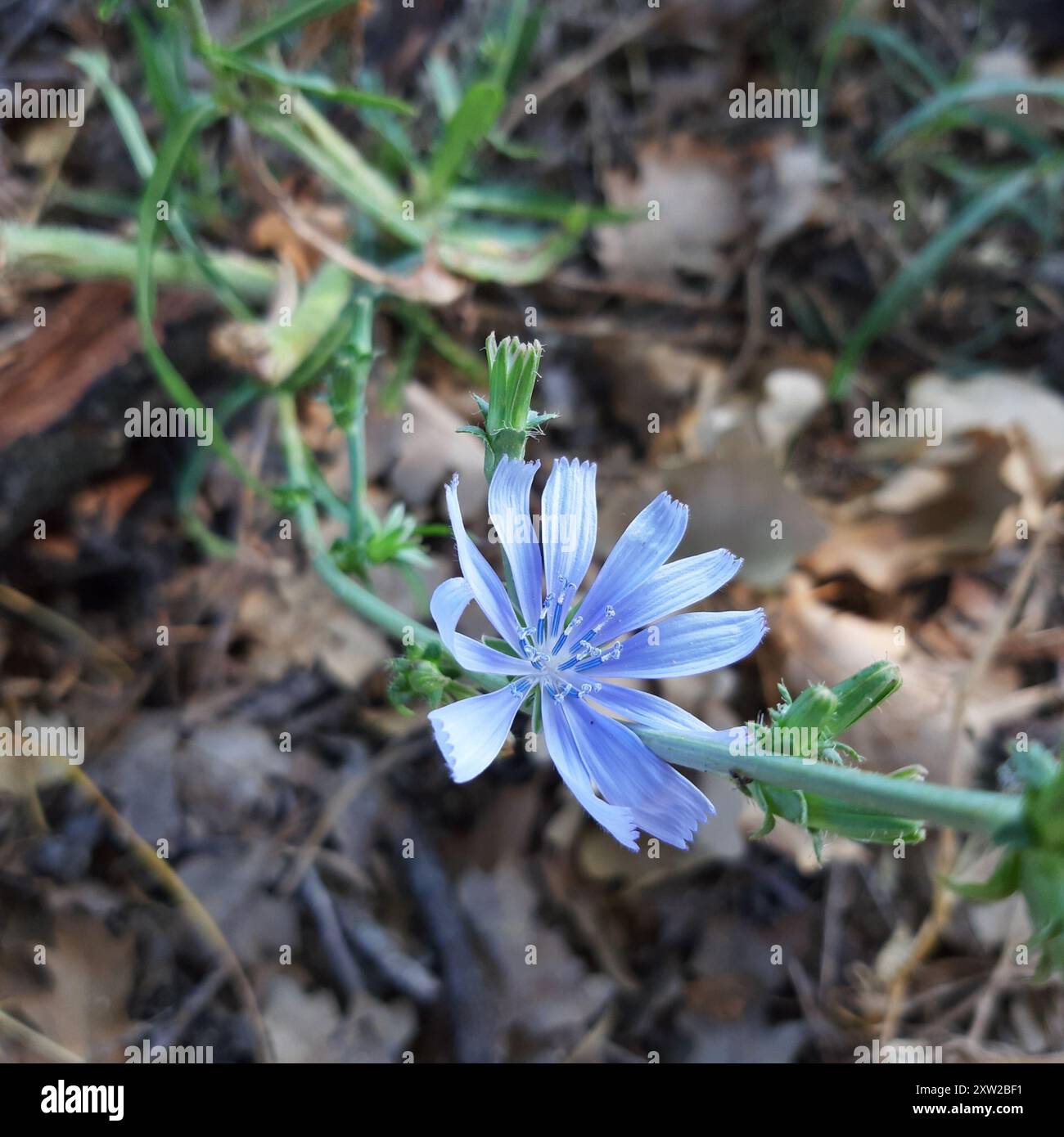 chicory (Cichorium intybus) Plantae Stock Photo - Alamy
