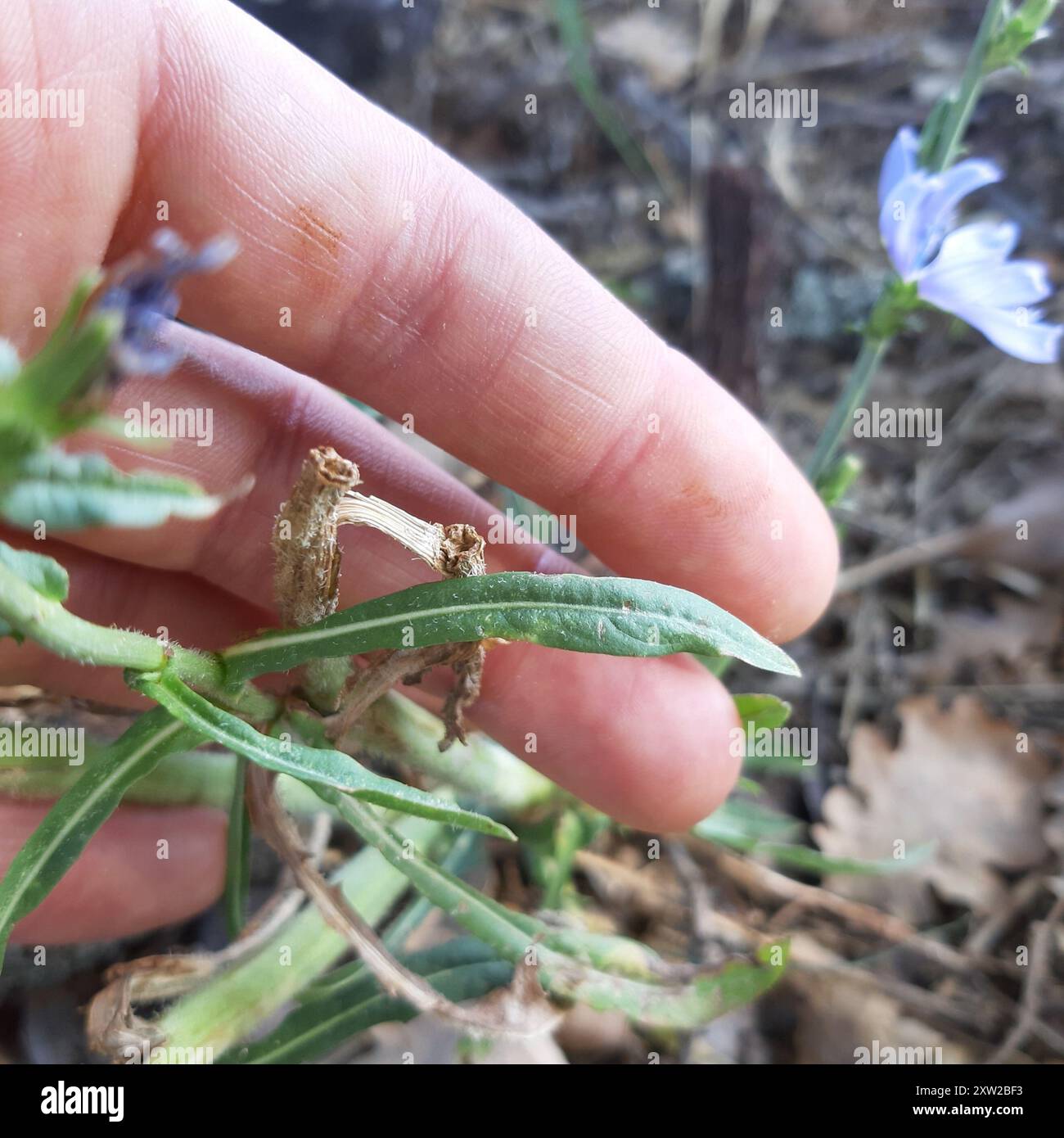 chicory (Cichorium intybus) Plantae Stock Photo - Alamy