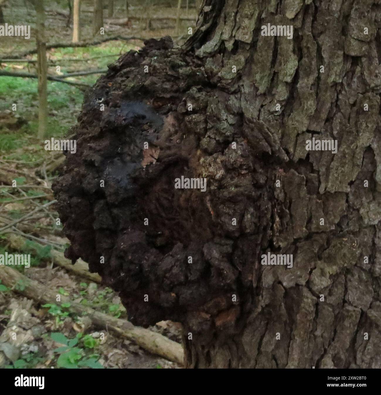 Agrobacteria hi-res stock photography and images - Alamy