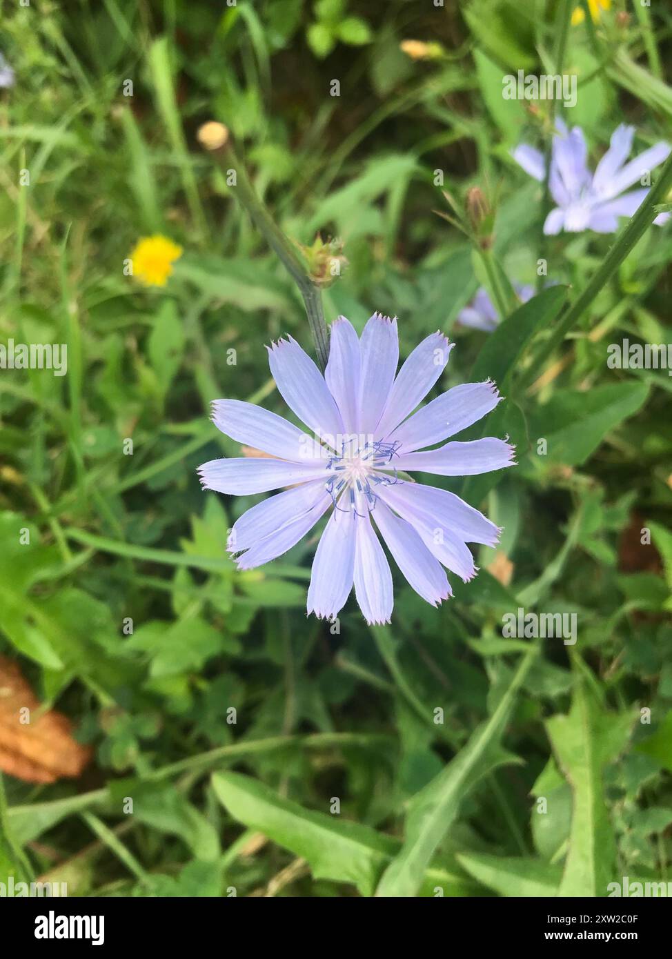 chicory (Cichorium intybus) Plantae Stock Photo - Alamy