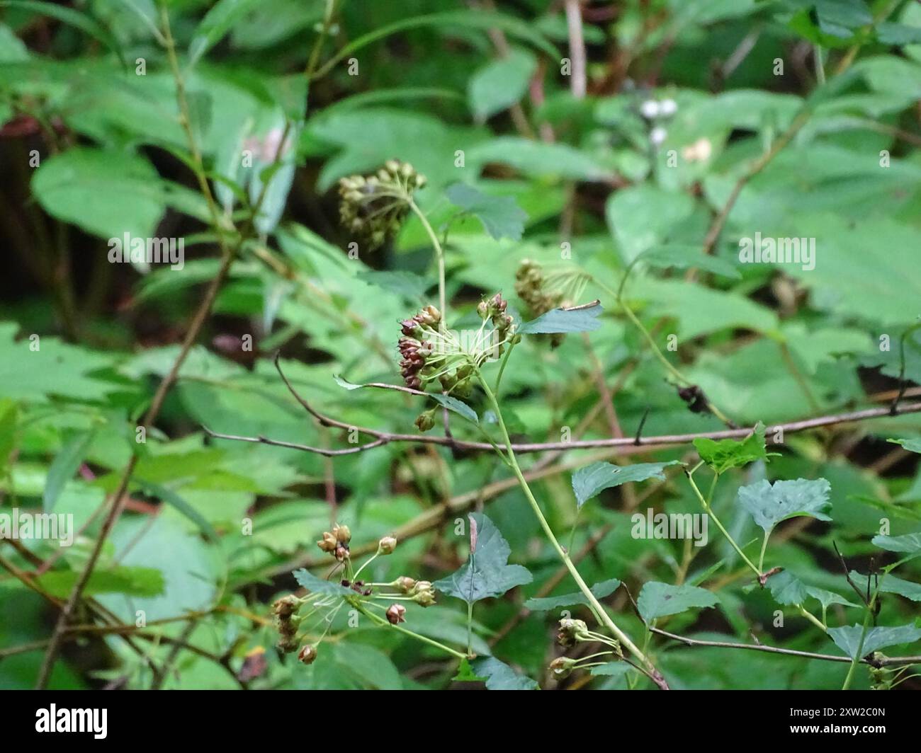 common ninebark (Physocarpus opulifolius) Plantae Stock Photo - Alamy