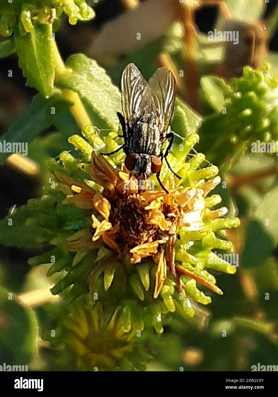 Diptera Insec Flies (Diptera) Insecta Stock Photo - Alamy