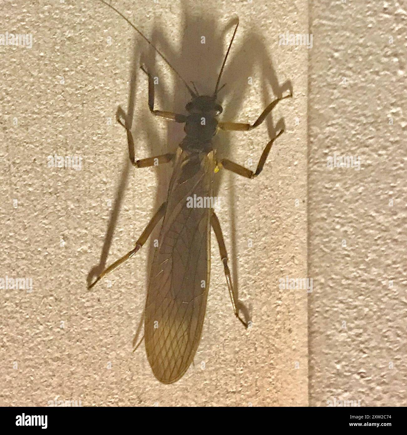 Common Stoneflies (Perlidae) Insecta Stock Photo Alamy