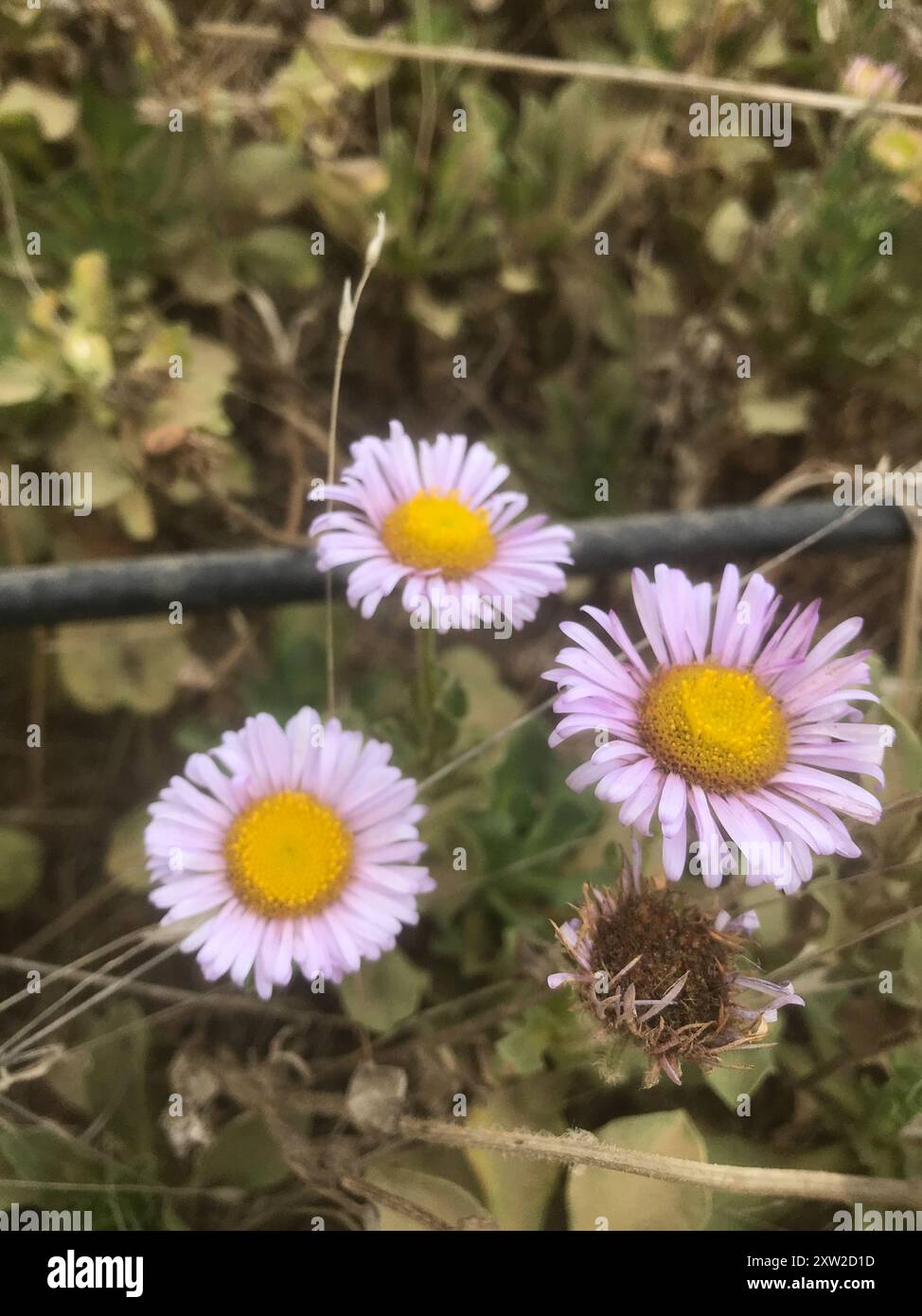 seaside daisy (Erigeron glaucus…