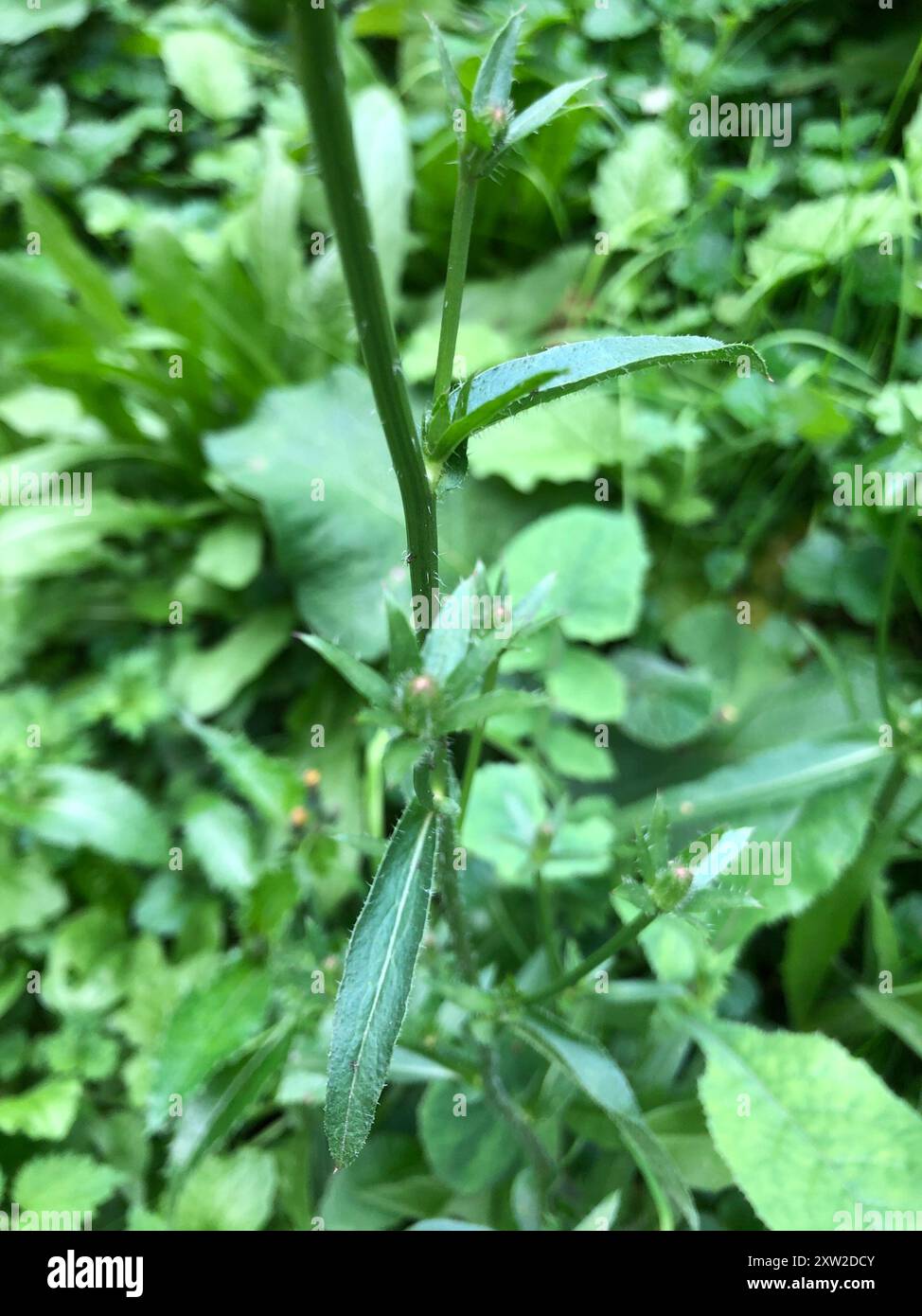 chicory (Cichorium intybus) Plantae Stock Photo - Alamy