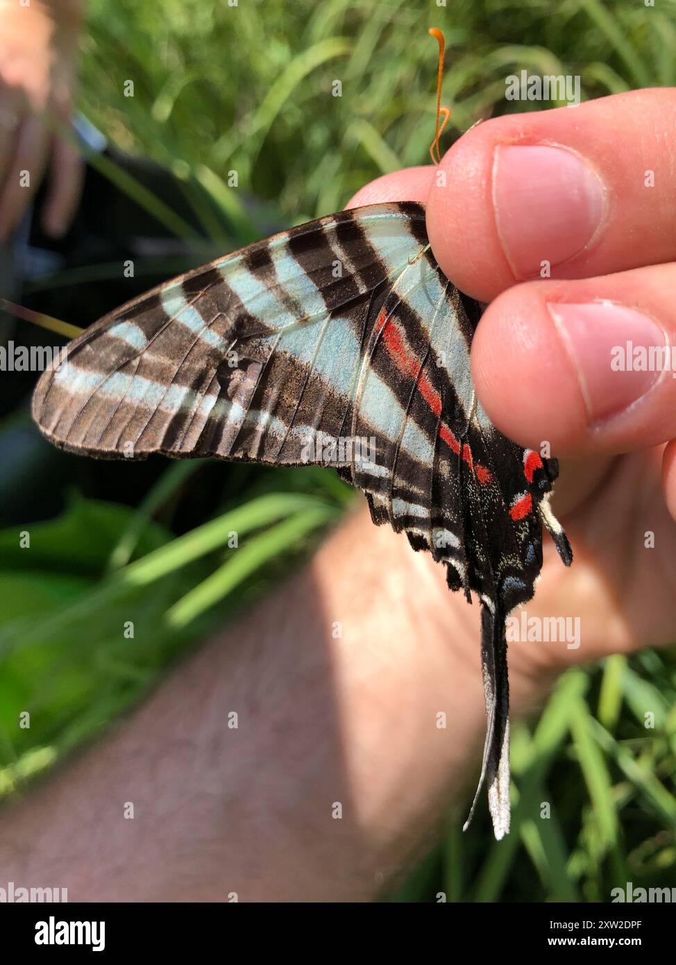 Zebra Swallowtail (Eurytides marcellus) Insecta Stock Photo - Alamy