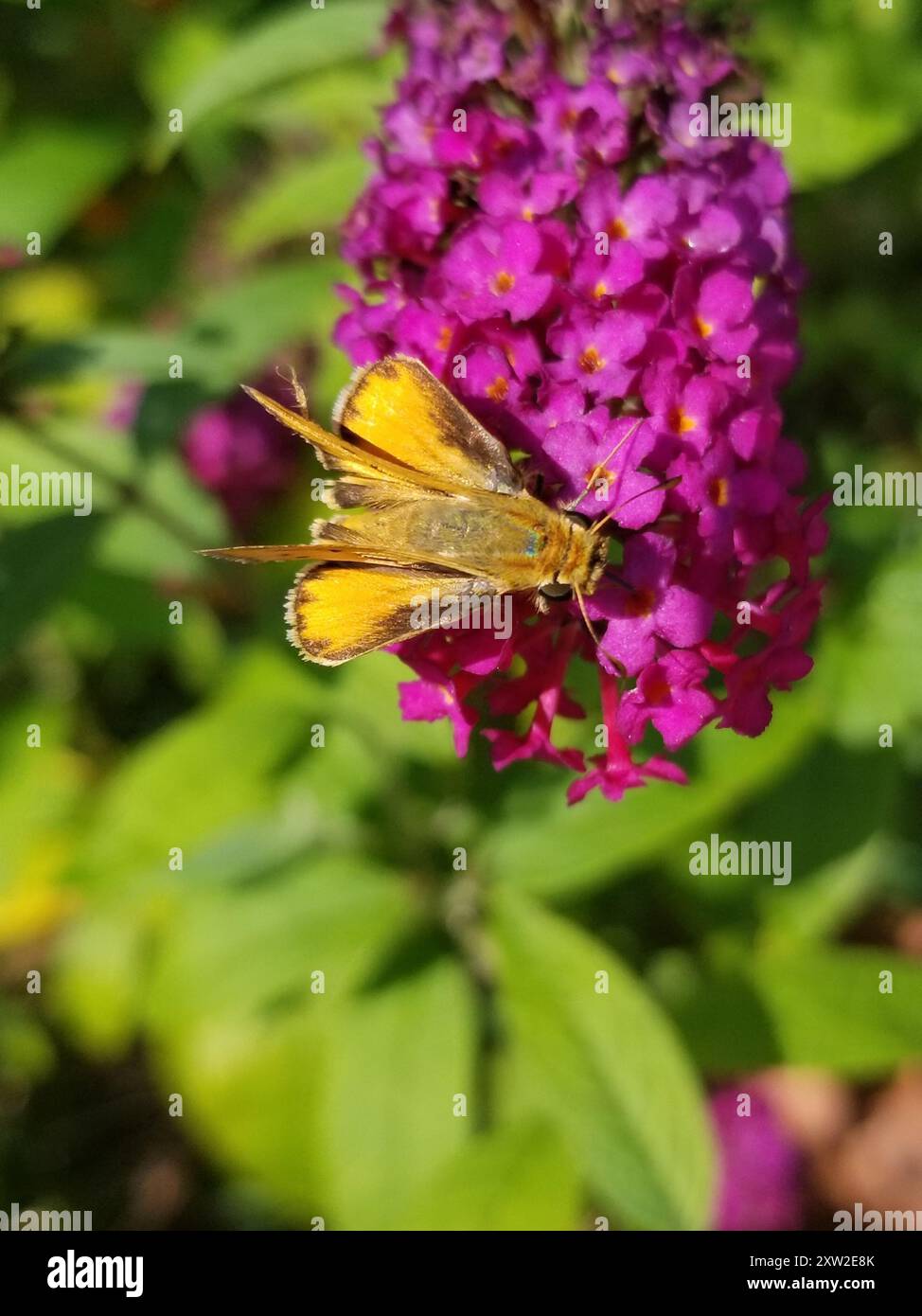 Fiery Skipper (Hylephila phyleus) Insecta Stock Photo - Alamy