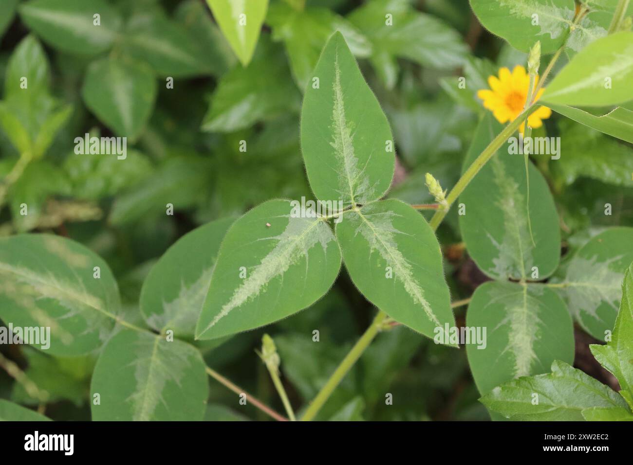 Silverleaf Desmodium (Desmodium uncinatum) Plantae Stock Photo - Alamy