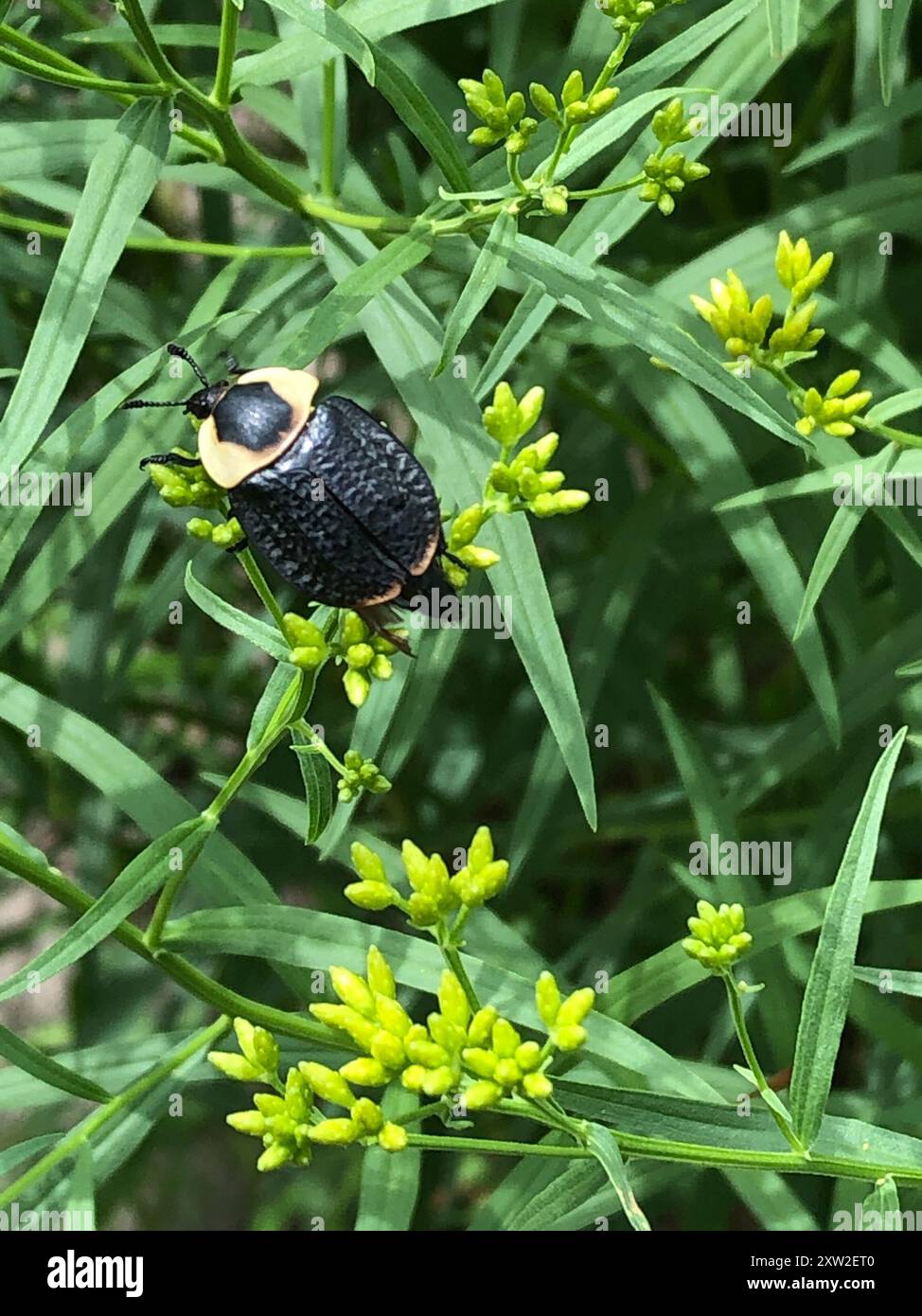 Carrion Inset American Carrion Beetle (Necrophila americana) Insecta Stock Photo - Alamy