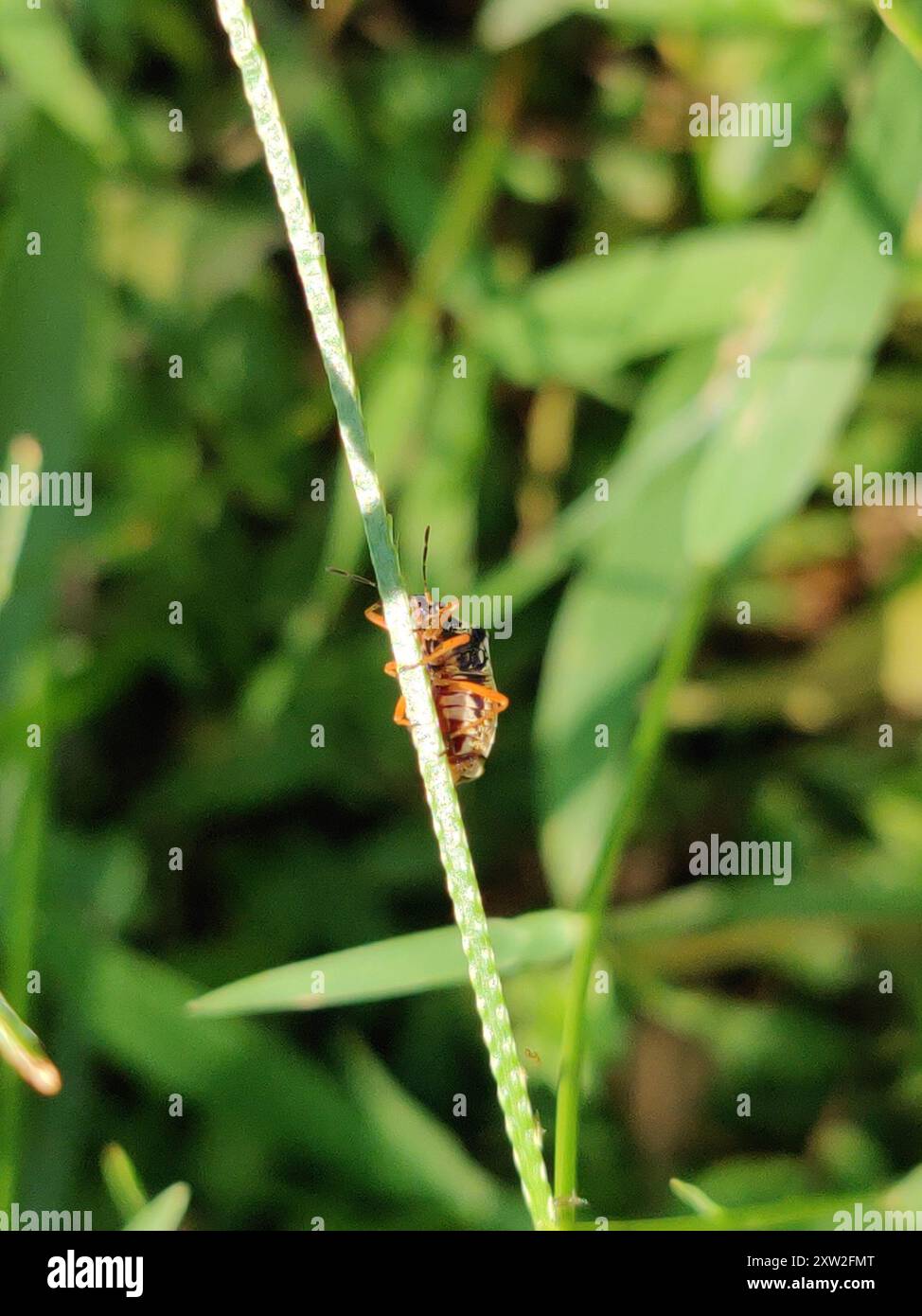 (Mormidea pama) Insecta Stock Photo - Alamy