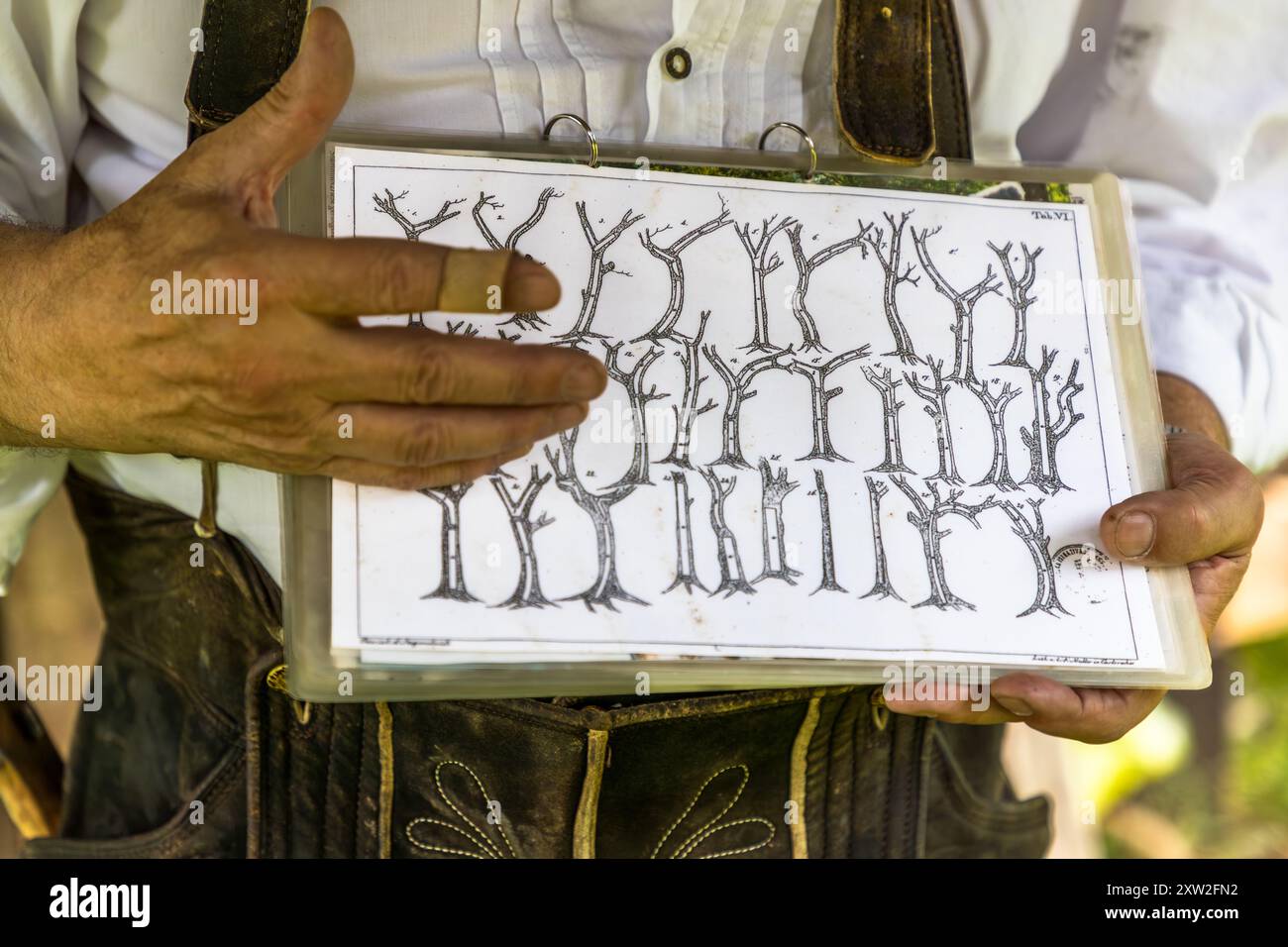 Raftsman Martin Sprang is holding a laminated display board featuring drawings of tree shapes, which could be used to specifically identify crooked trees in the forest. Traditional timber shipbuilding required, above all, ‘crooked timber’, whose grain follows the curve – usually oak, which is up to ten times more expensive than straight timber and is loaded onto the raft as additional cargo. Spreng, chairman of the German Rafting Association, is demonstrating the historic Black Forest rafting tradition at the Monhardter Wasserstube near Altensteig, Baden-Württemberg, Germany. Rafting has been Stock Photo