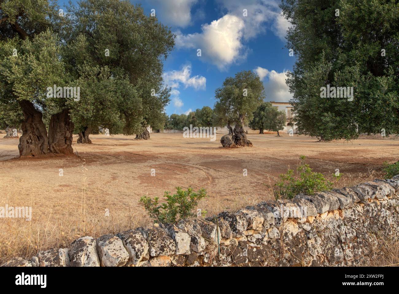 Olive trees grove stone house hi-res stock photography and images - Alamy
