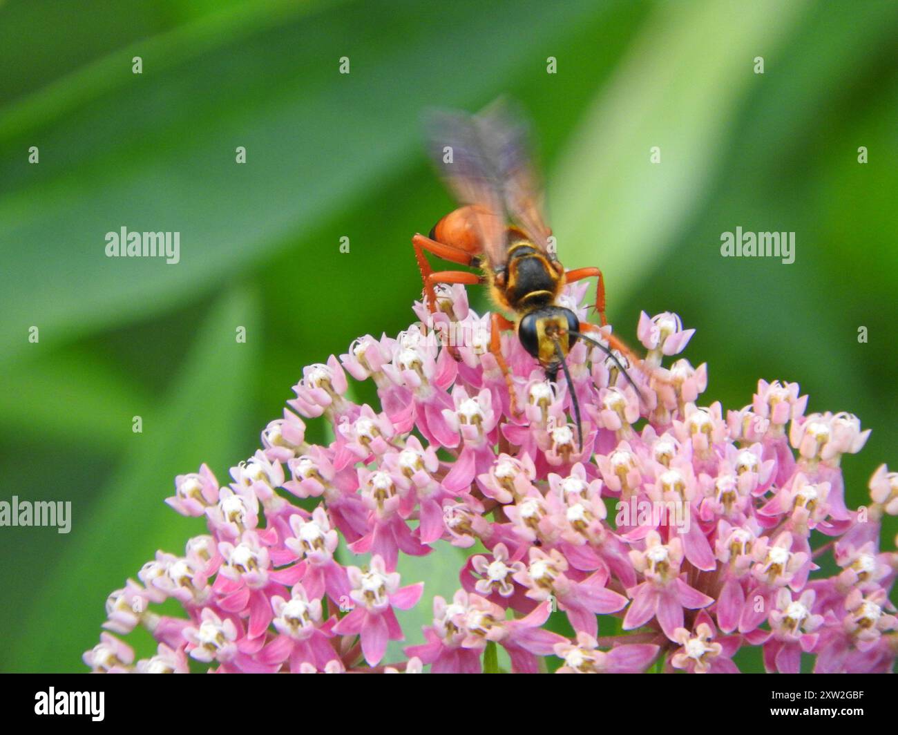 Great Golden Digger Wasp (Sphex ichneumoneus) Insecta Stock Photo - Alamy