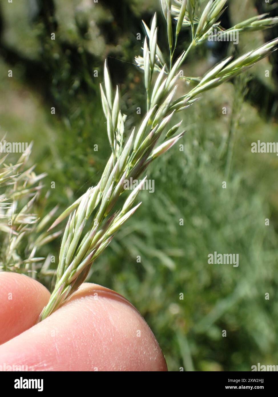 Fire Reed Grass fire reedgrass (Calamagrostis koelerioides) Plantae Stock Photo - Alamy