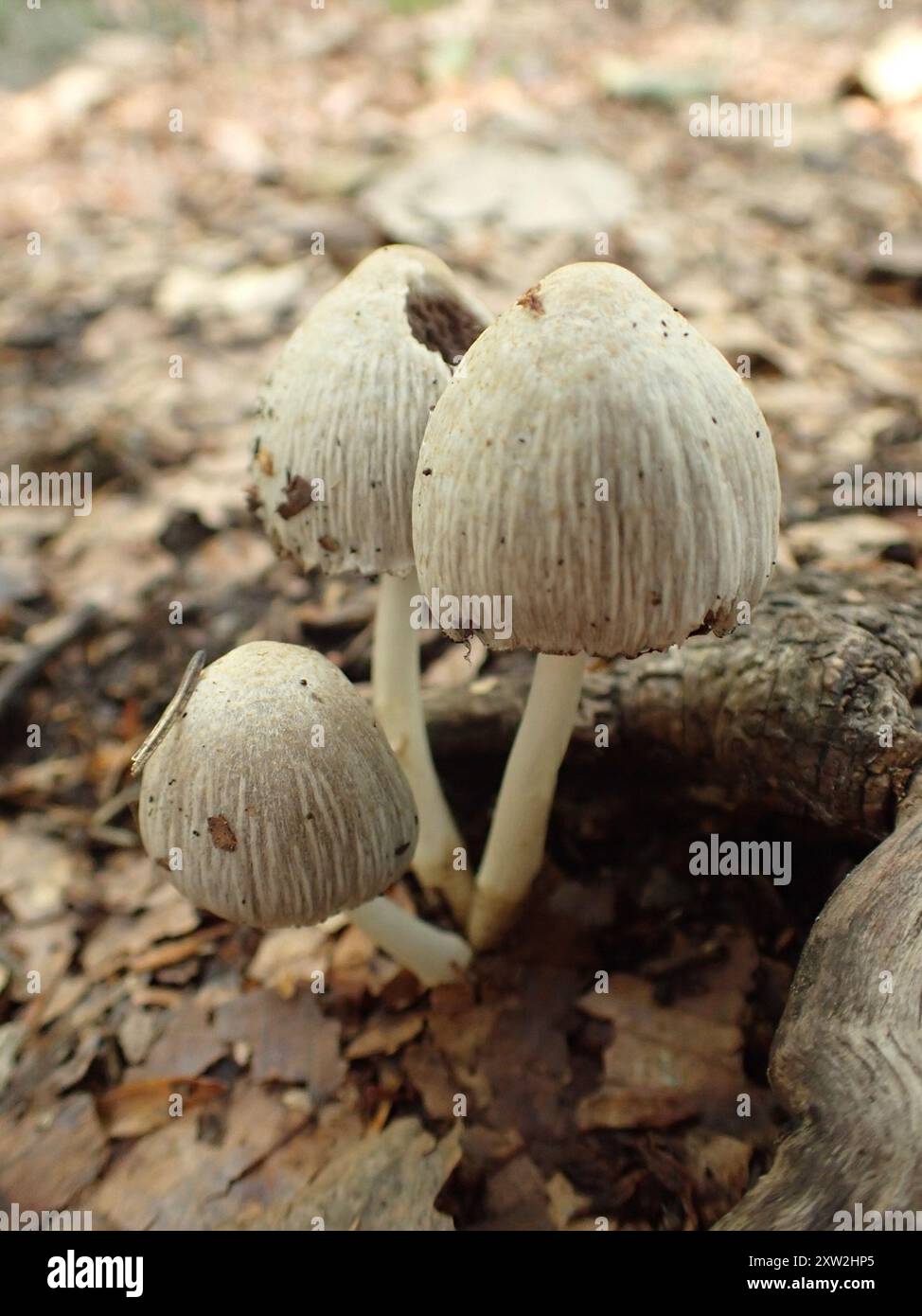 Common Ink Cap (Coprinopsis atramentaria) Fungi Stock Photo - Alamy