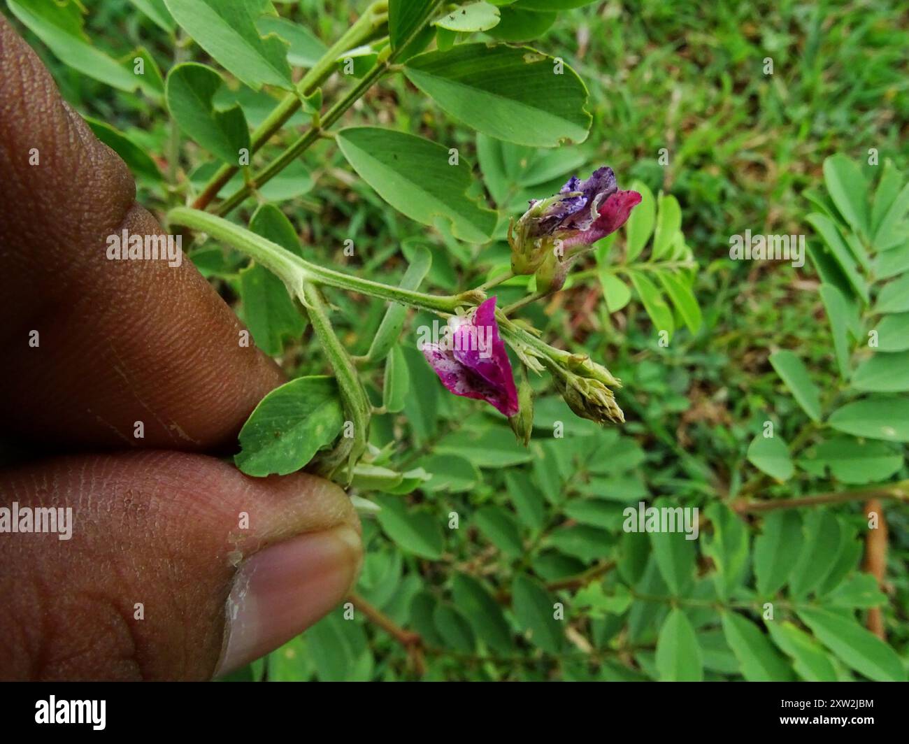 Purple Hoarypea (Tephrosia purpurea) Plantae Stock Photo - Alamy