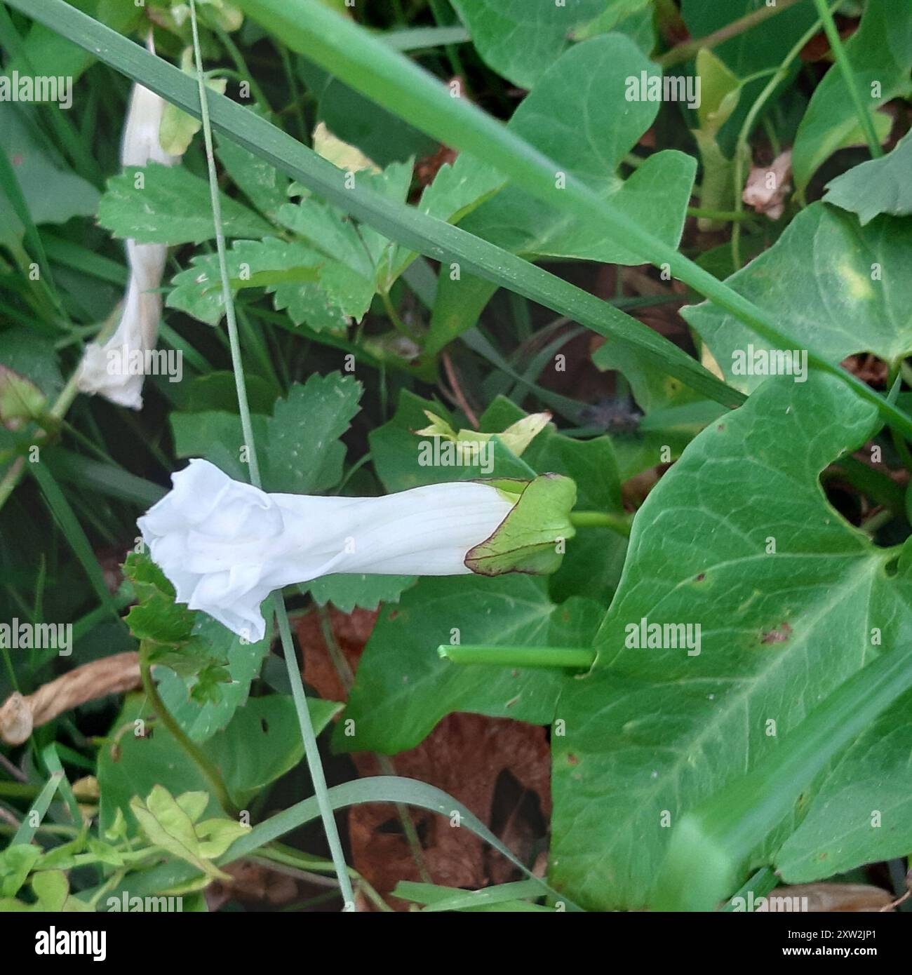 Photo inspiration: Hedge Bindweed Calystegia Sepium Plantae Stock Photo Photo Inspiration