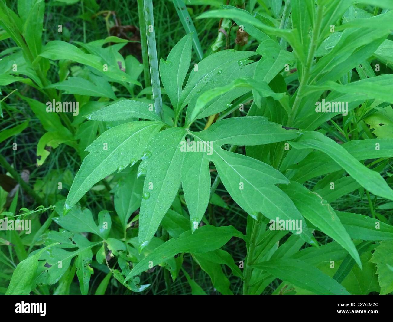 cutleaf coneflower (Rudbeckia laciniata) Plantae Stock Photo - Alamy
