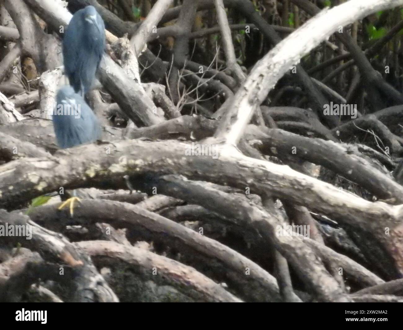 Dimorphic Egret (Egretta garzetta dimorpha) Aves Stock Photo - Alamy