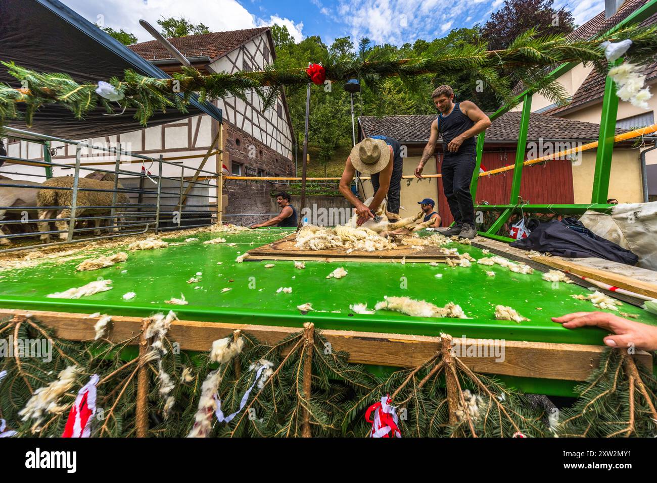Tufts of wool cover the green platform of the shearers' float at the Schäferlauf 2024 parade in Wildberg, Baden-Württemberg, Germany, while shearing continues in the background. A woman wearing a baseball cap walks past the Verein Deutscher Schafscherer e.V. banner. The parade is part of the Schäferlauf, recognised as UNESCO Intangible Cultural Heritage since 2018. Stock Photo
