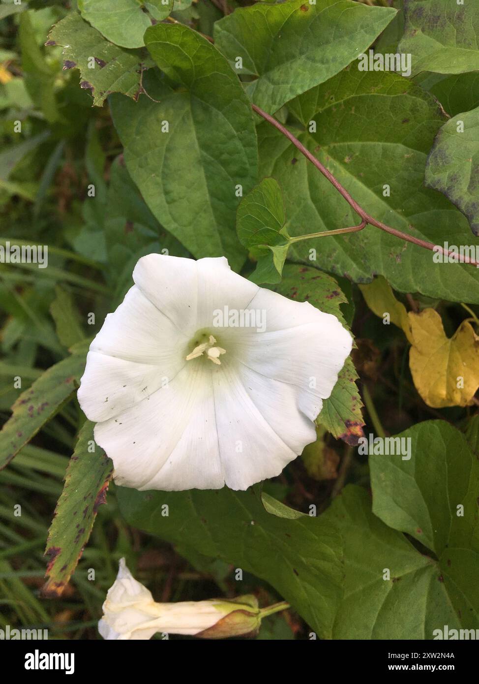Photo inspiration: Fresh Look at Hedge Bindweed Calystegia Sepium Plantae Stock Photo