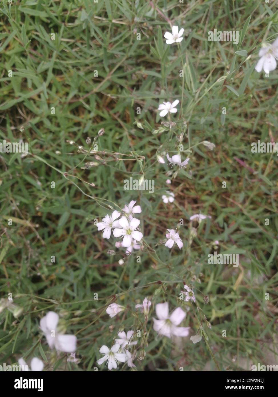 Creeping Baby's-breath (Gypsophila repens) Plantae Stock Photo