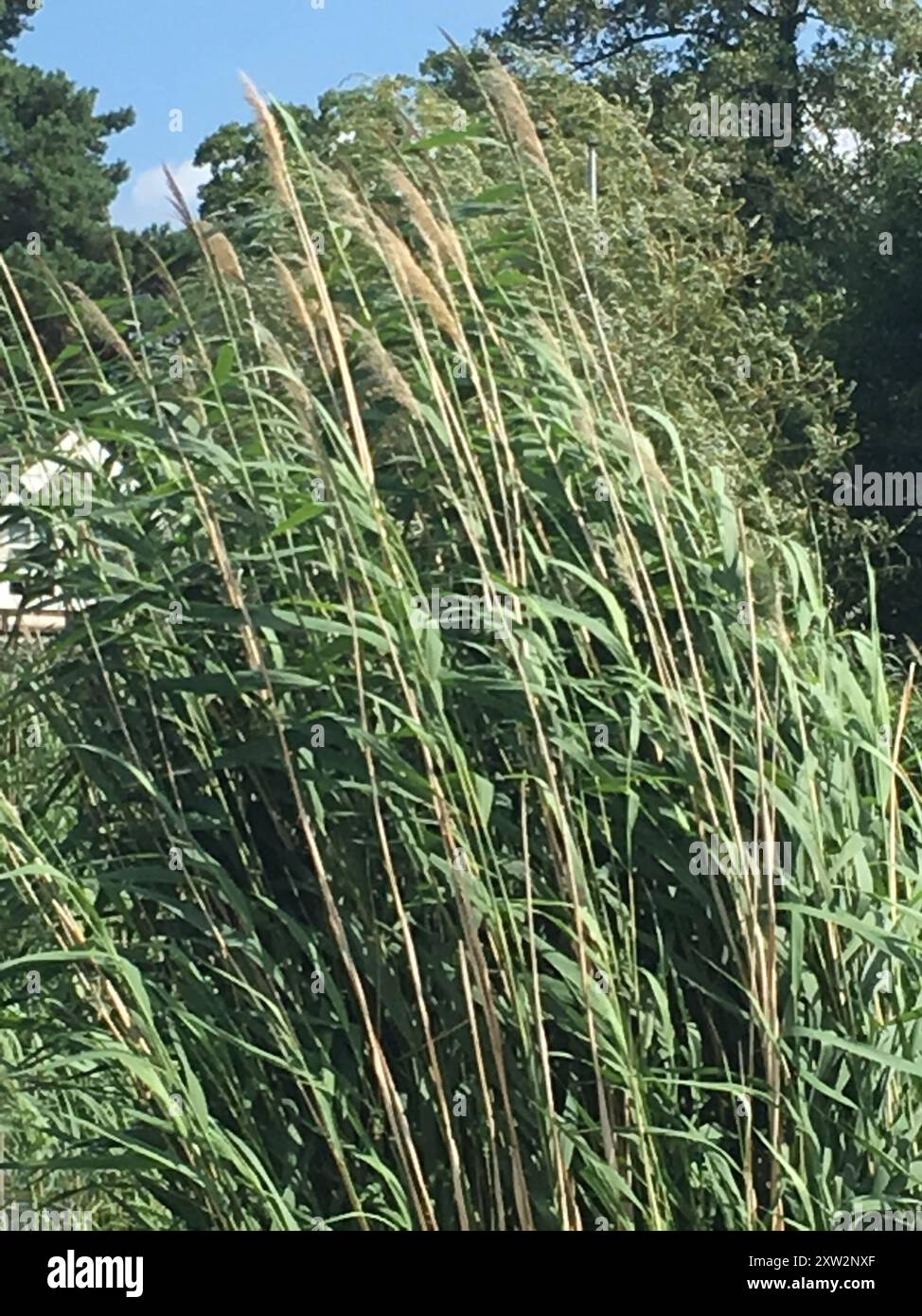 European reed (Phragmites australis australis) Plantae Stock Photo - Alamy