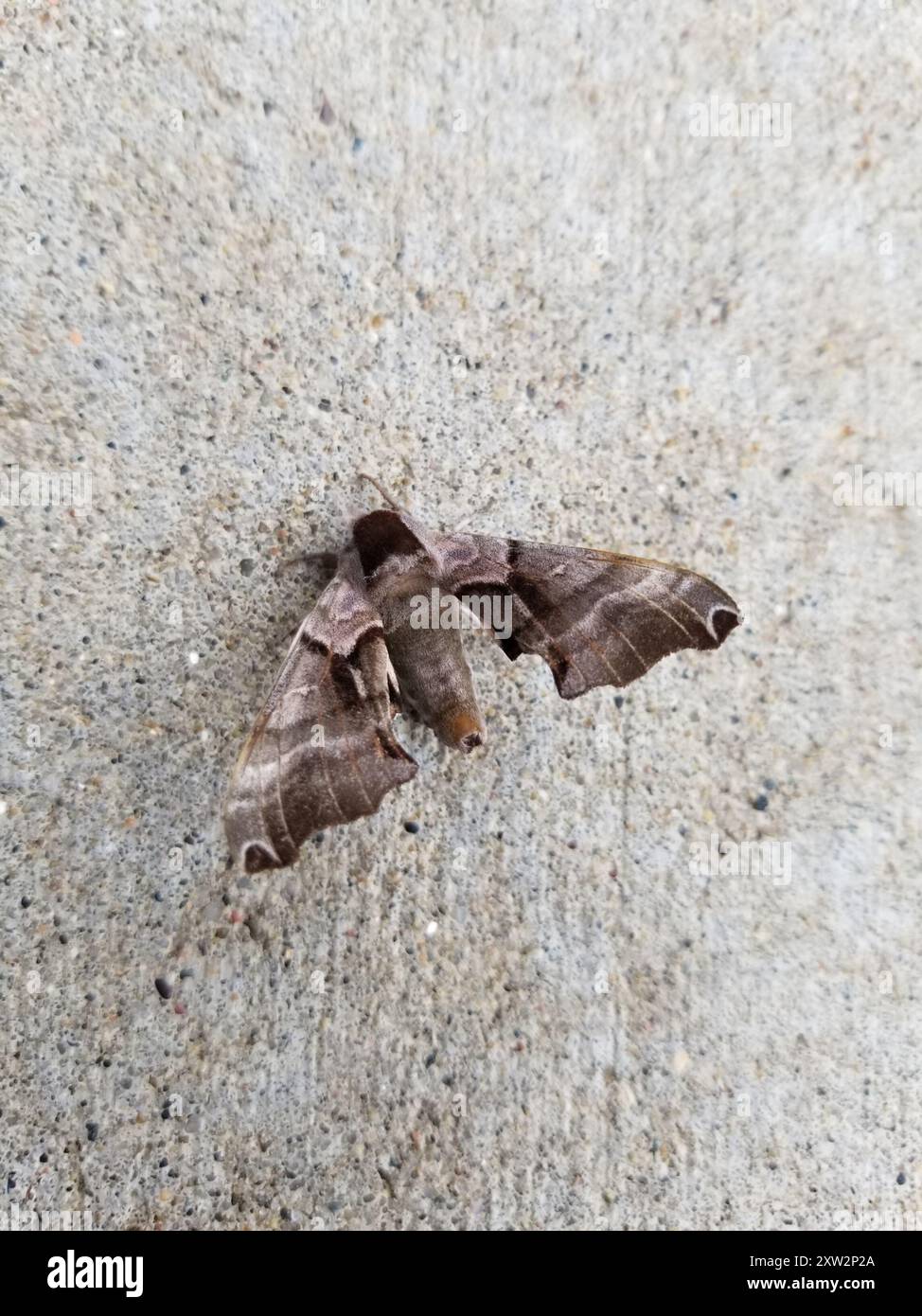 Twin-spotted Sphinx (Smerinthus jamaicensis) Insecta Stock Photo - Alamy